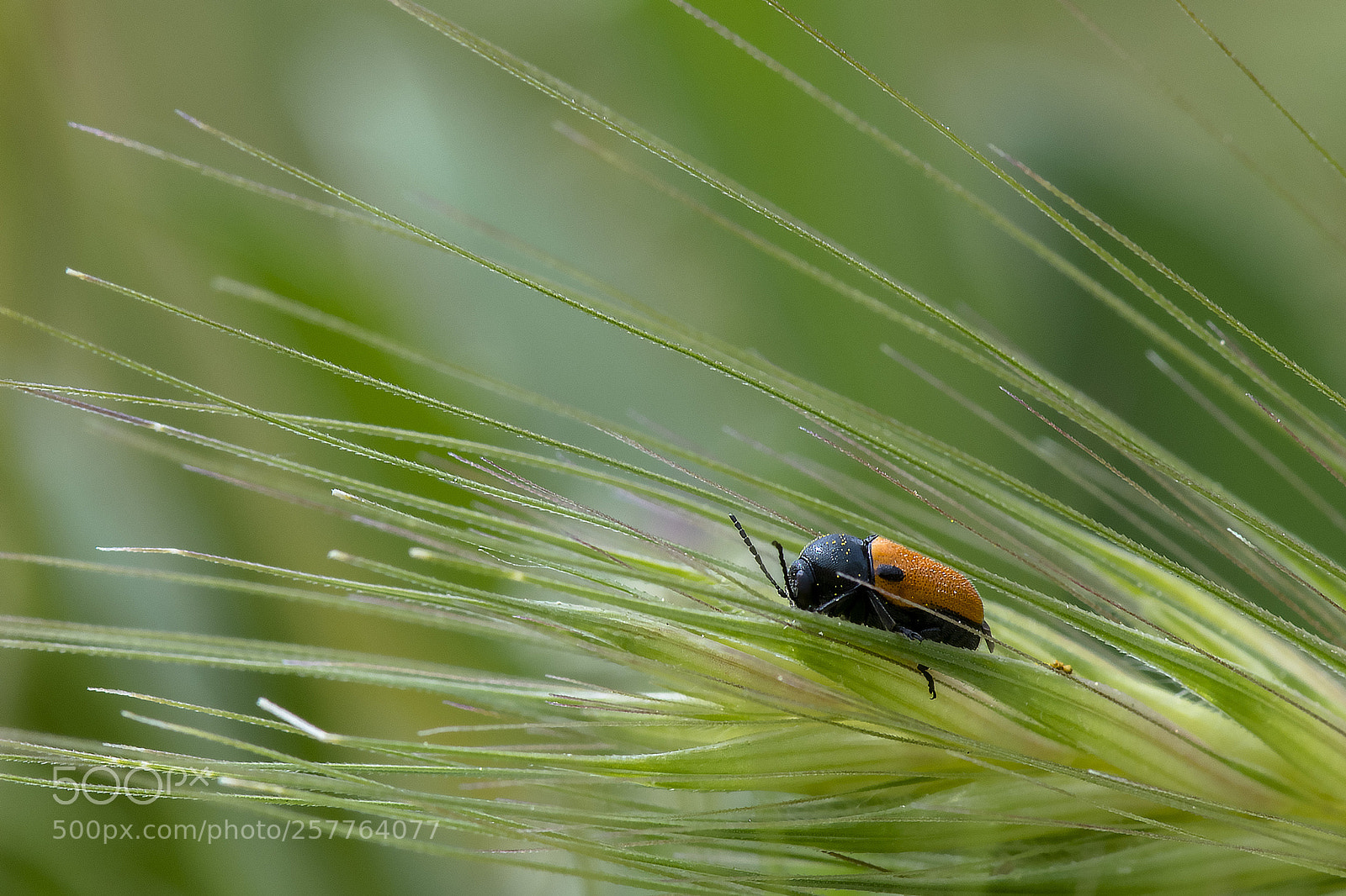 Nikon D500 sample photo. Orange beetle photography