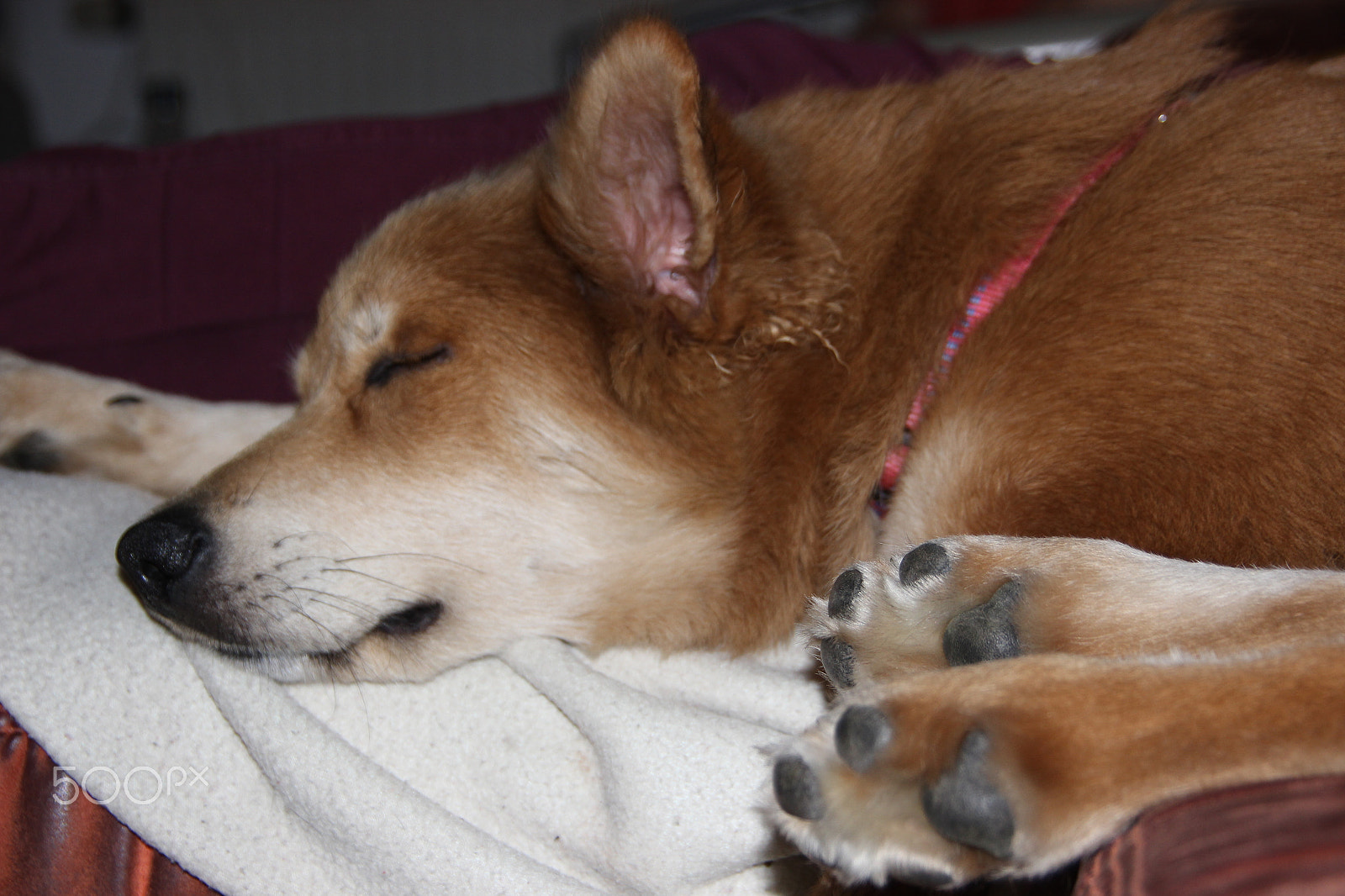 Canon EOS 600D (Rebel EOS T3i / EOS Kiss X5) sample photo. Akira liegt auf dem sofa und schläft photography