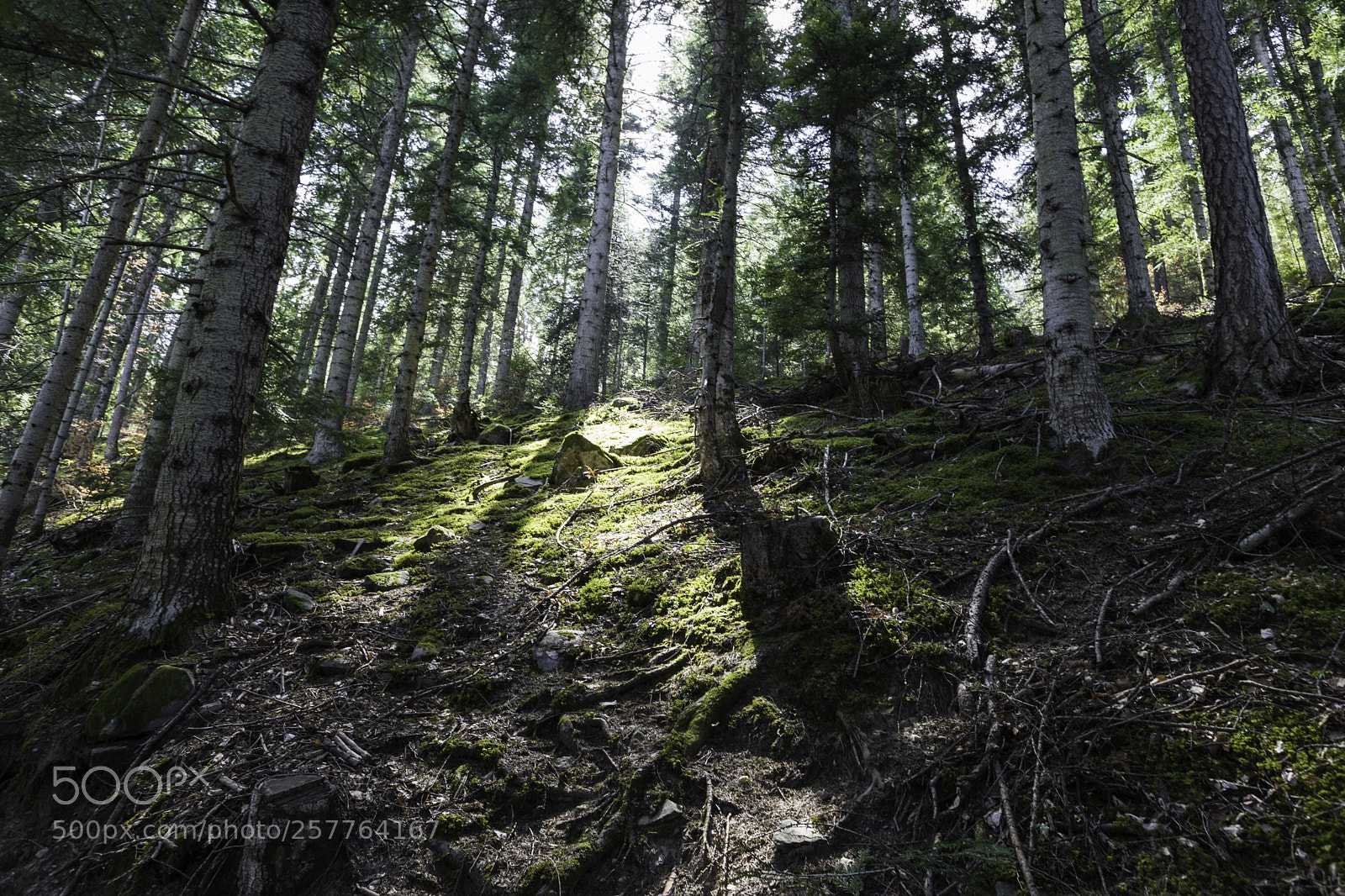 Canon EOS 6D Mark II sample photo. Forest photography
