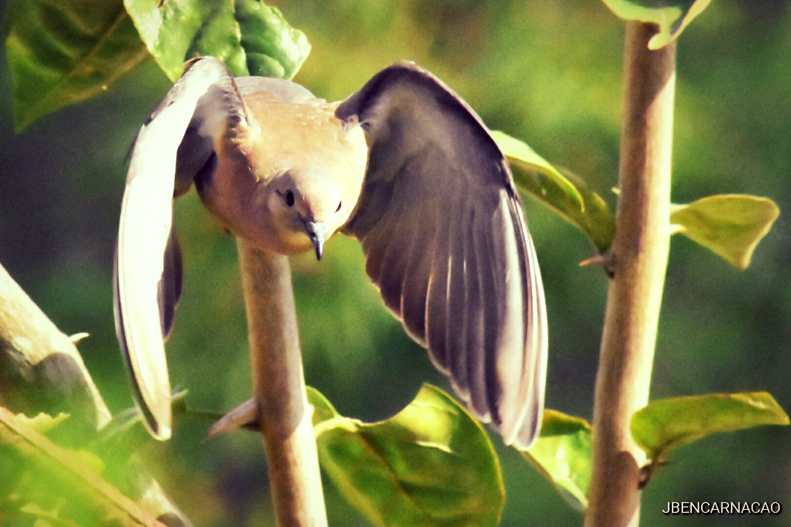 Nikon D5600 sample photo. Wings photography