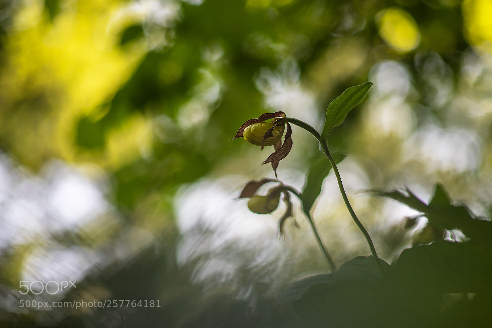 Canon EOS 6D Mark II sample photo. St ev n k photography