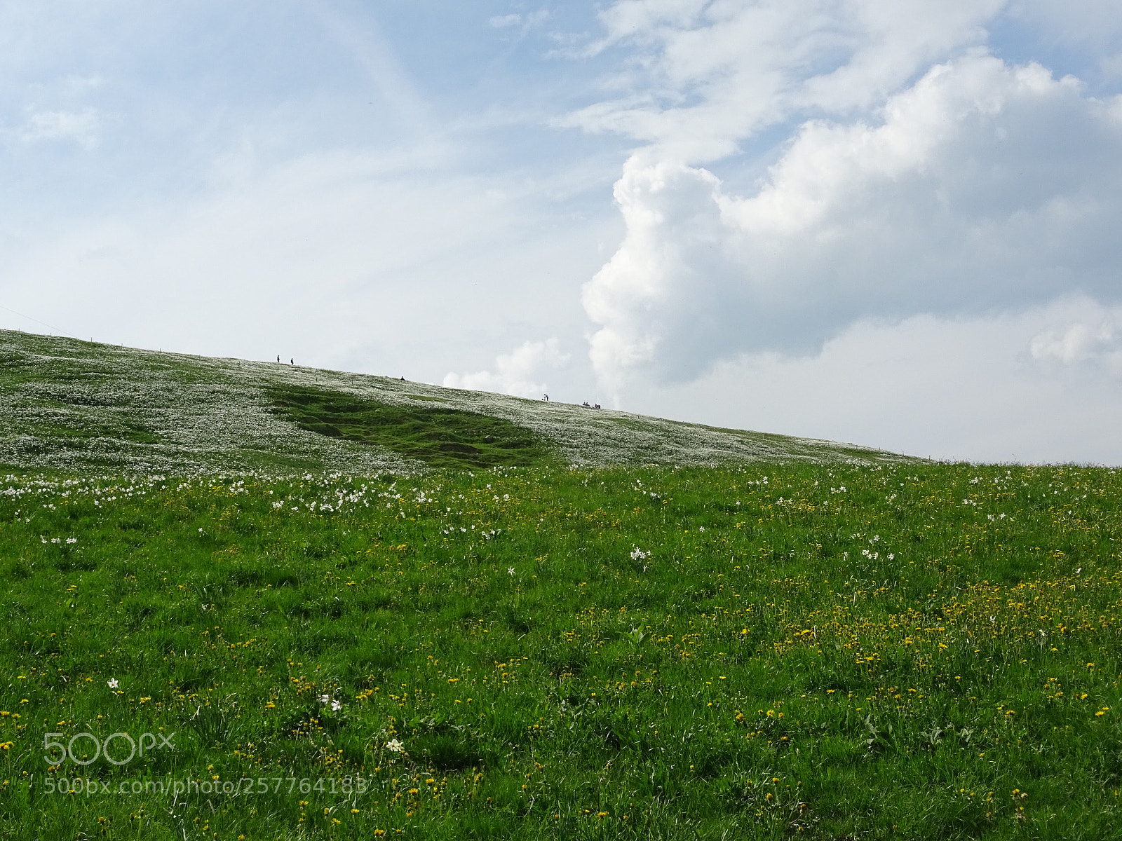 Sony DSC-HX60V sample photo. Hiking among the flowers photography