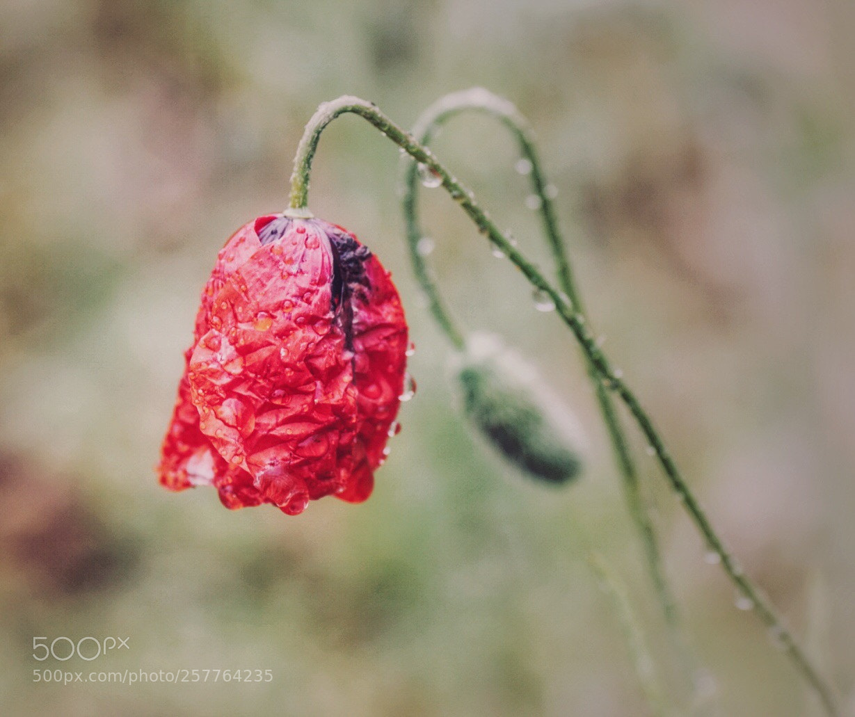 Sony ILCA-77M2 sample photo. Untitled photography