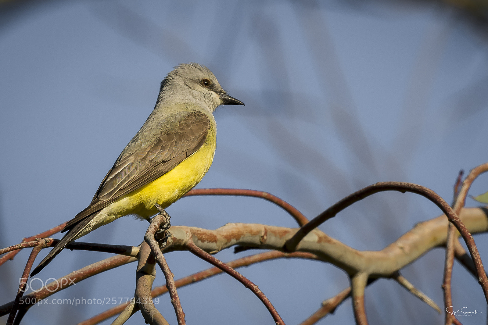 Nikon D850 sample photo. Western kingbird photography