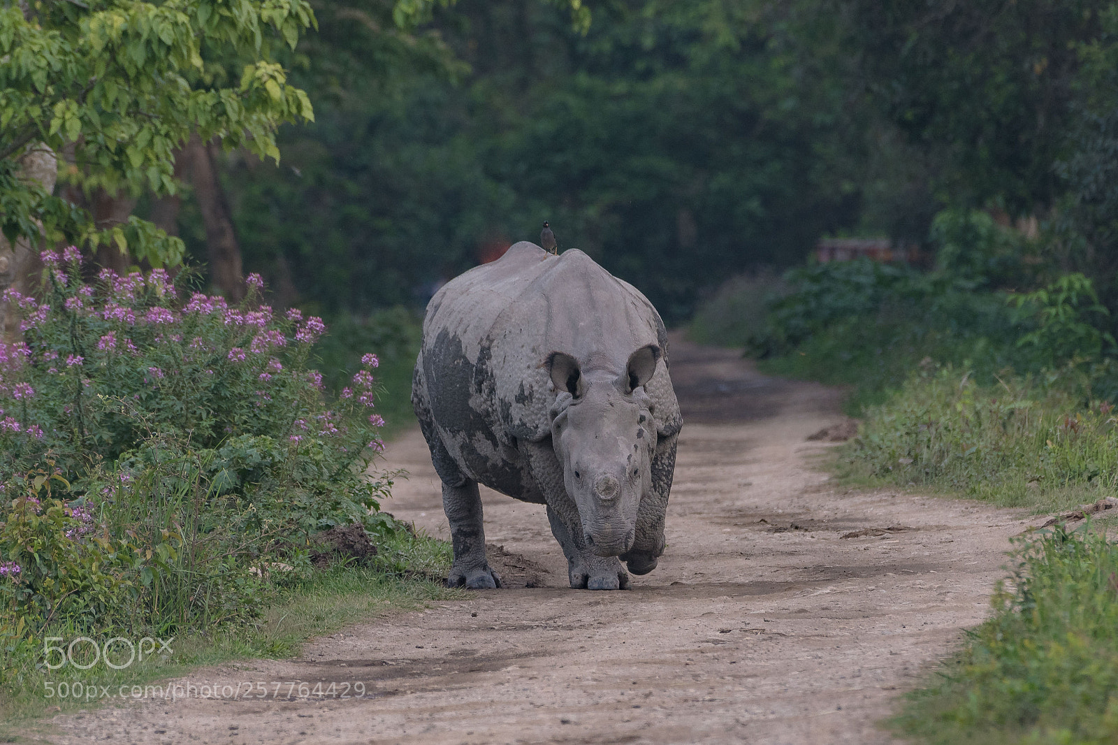 Nikon D500 sample photo. Greater one horned rhinoceros photography