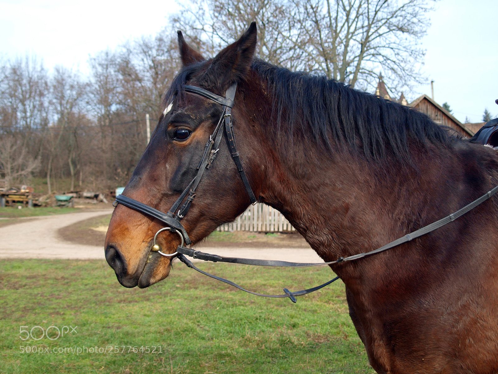 Olympus E-420 (EVOLT E-420) sample photo. Horse head is photography