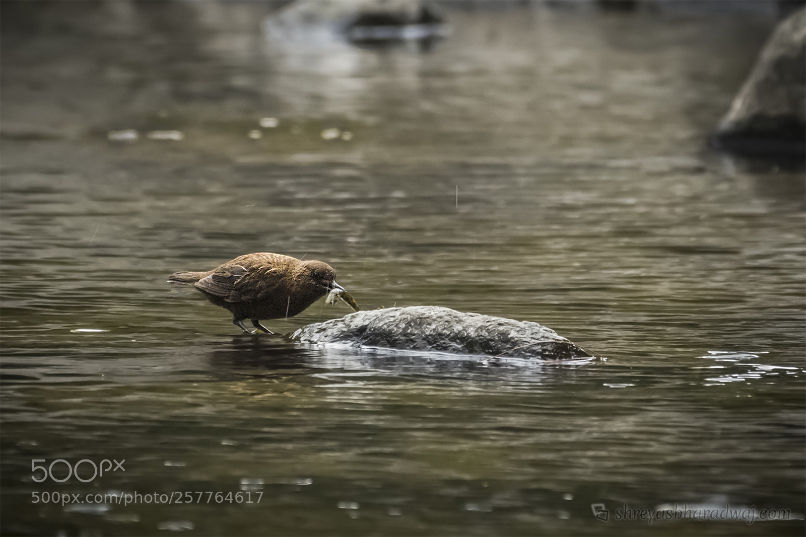 Nikon D500 sample photo. Brown dipper with fish photography
