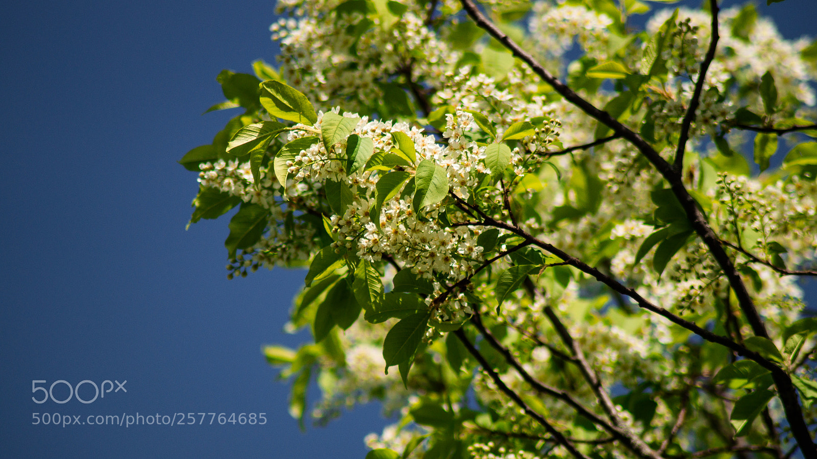 Sony SLT-A37 sample photo. черемуха photography