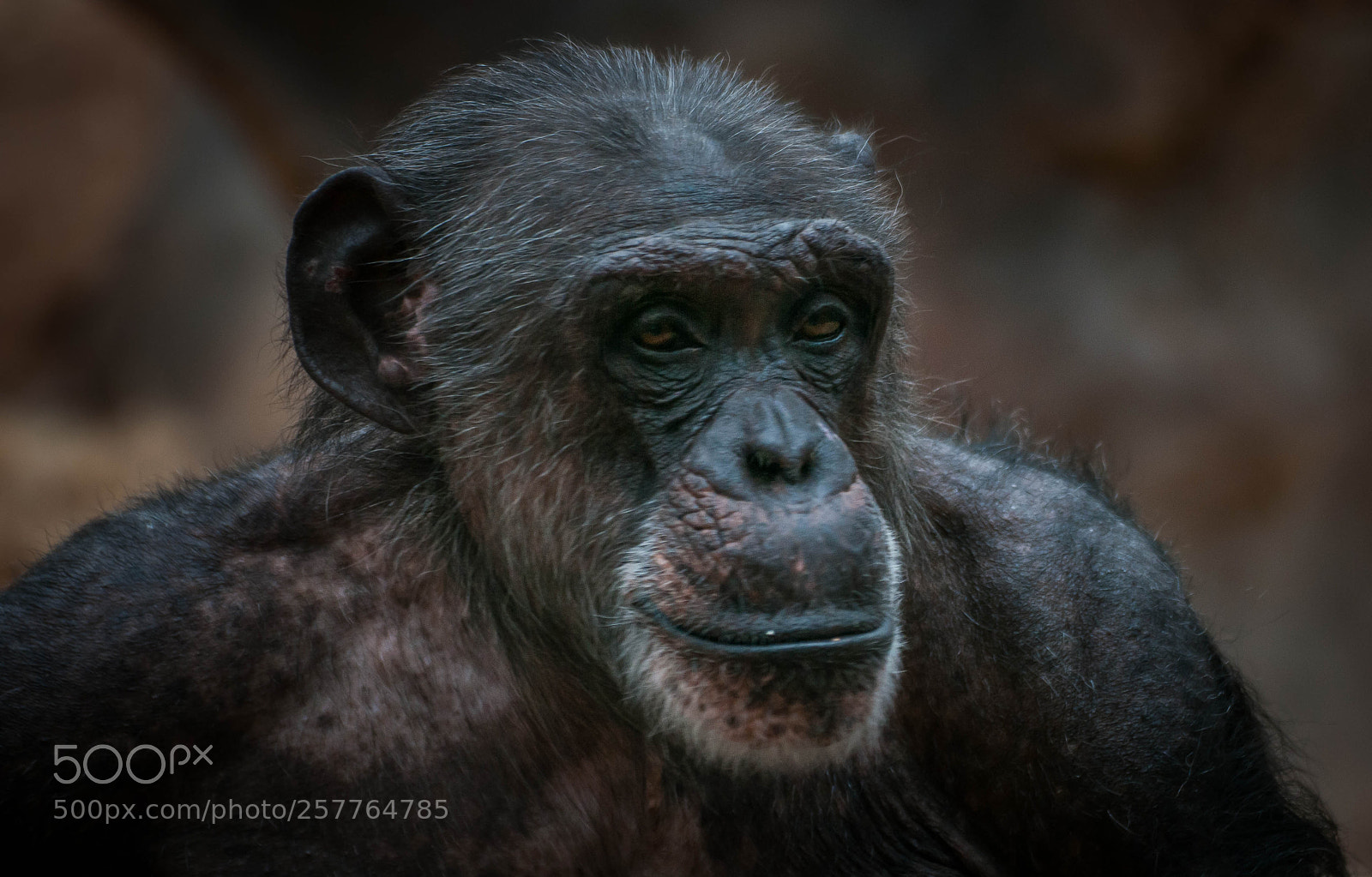 Nikon D300 sample photo. Monkey business photography