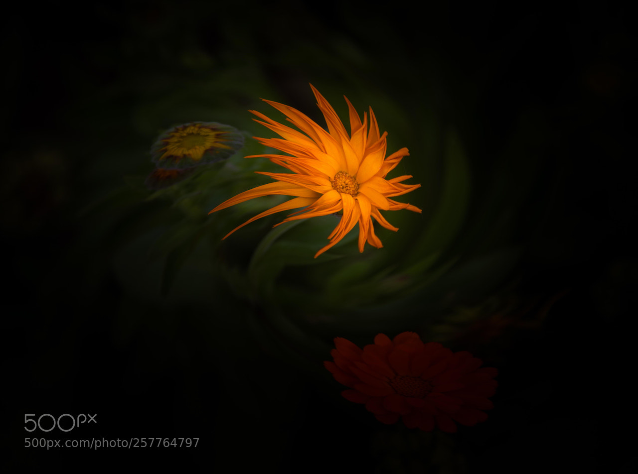 Nikon D810 sample photo. Floating flower photography