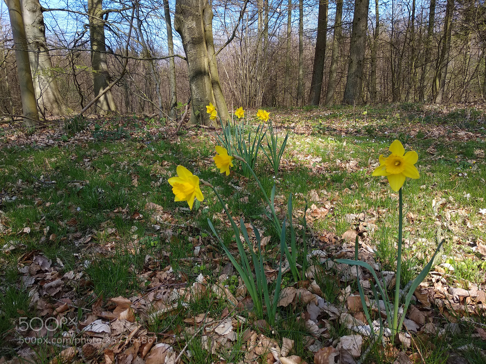 Xiaomi Mi A1 sample photo. Daffodils photography
