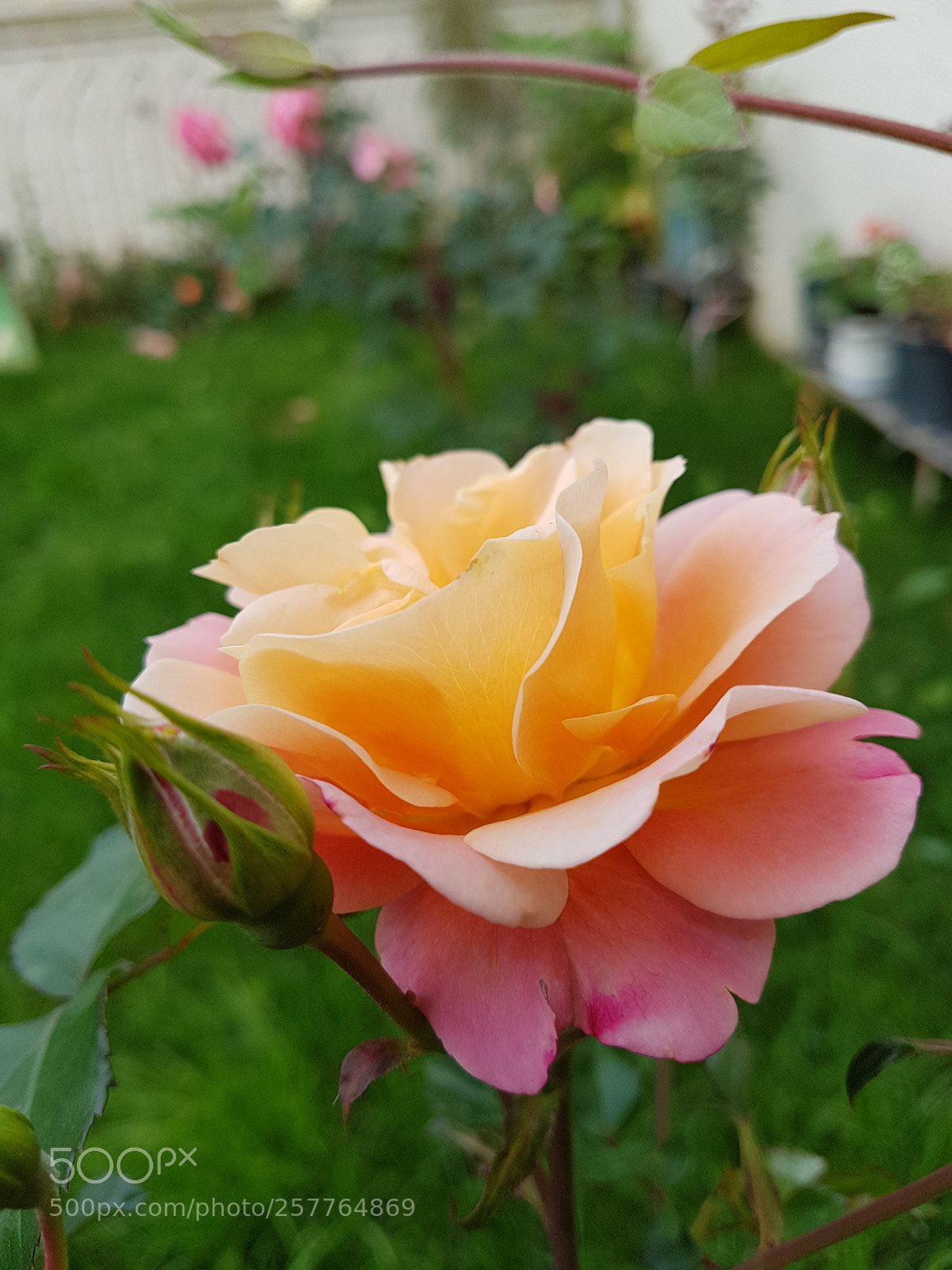 Samsung Galaxy S7 Edge sample photo. Untitled photography