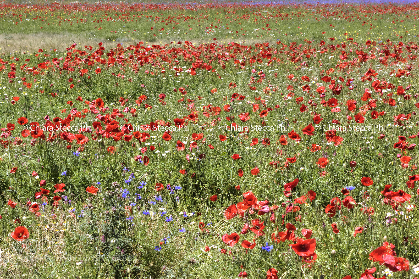 Canon EOS 500D (EOS Rebel T1i / EOS Kiss X3) sample photo. ...papaveri photography