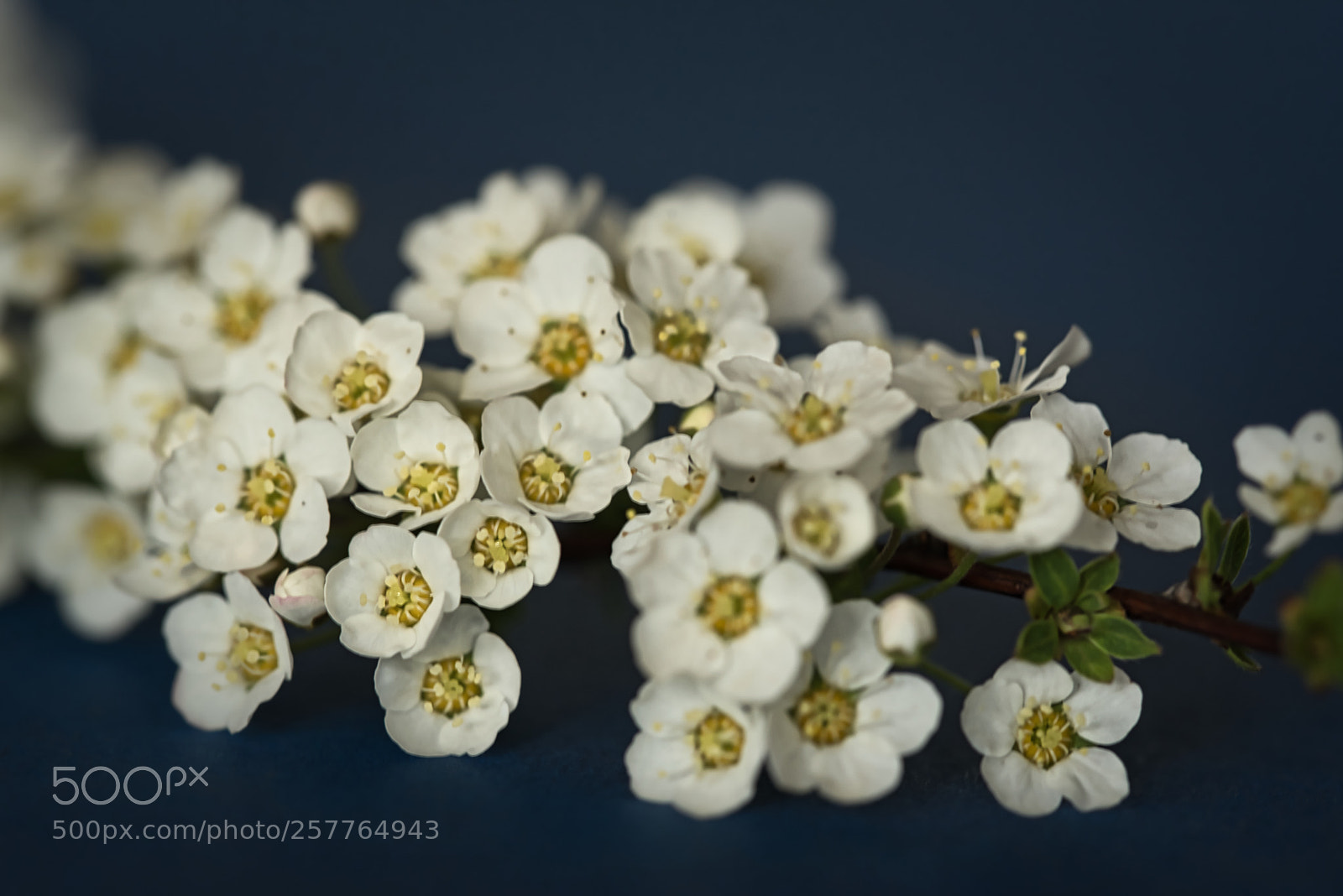 Nikon D750 sample photo. Flowers photography