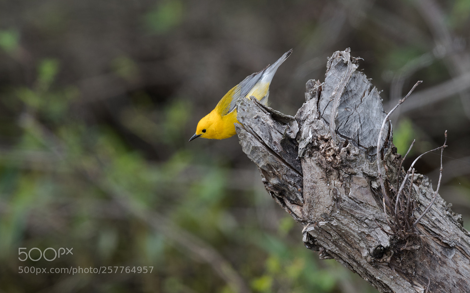 Nikon D5 sample photo. Prothonotary warbler photography