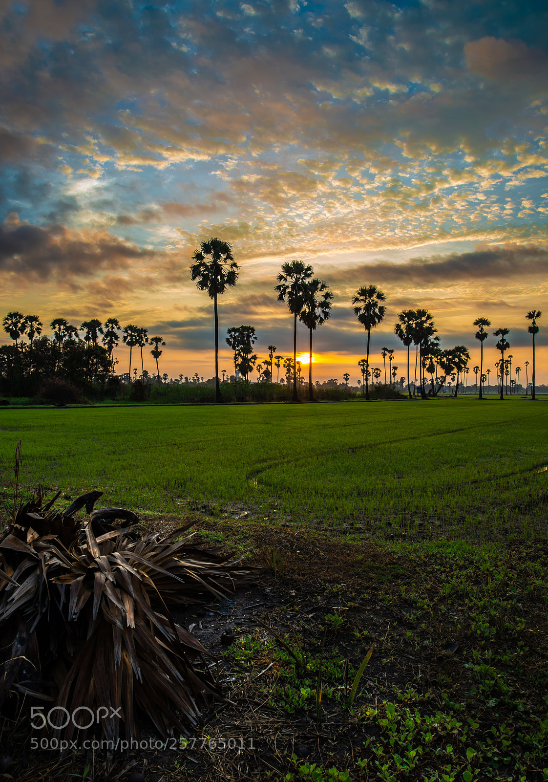 Nikon D610 sample photo. Sugar palm photography