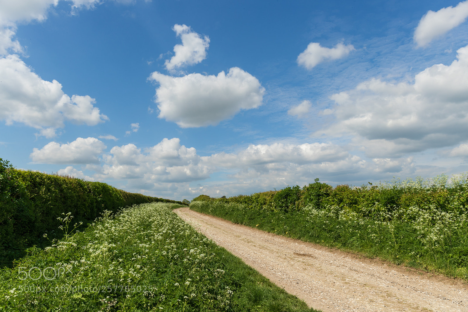 Canon EOS-1D X Mark II sample photo. The ridgeway photography
