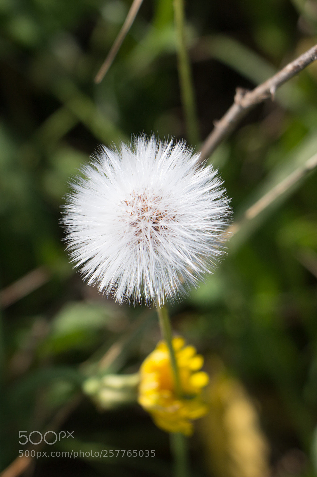 Canon EOS 100D (EOS Rebel SL1 / EOS Kiss X7) sample photo. Dandelion photography