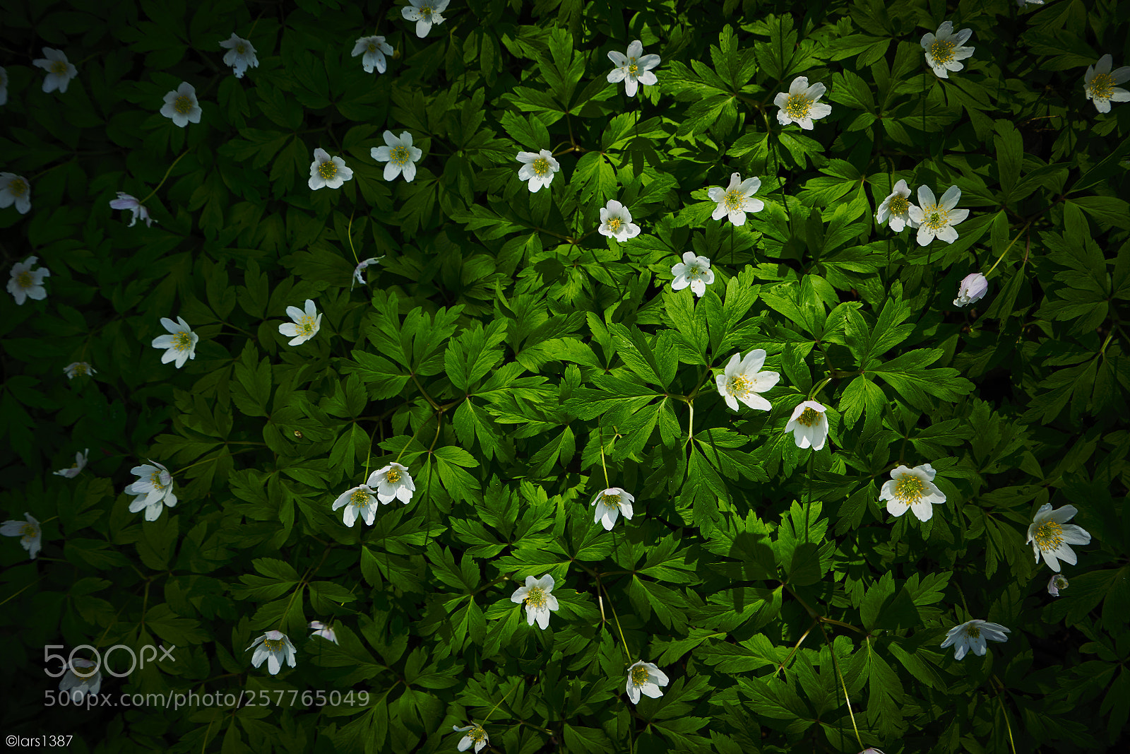 Sony a7R II sample photo. A small patch in photography