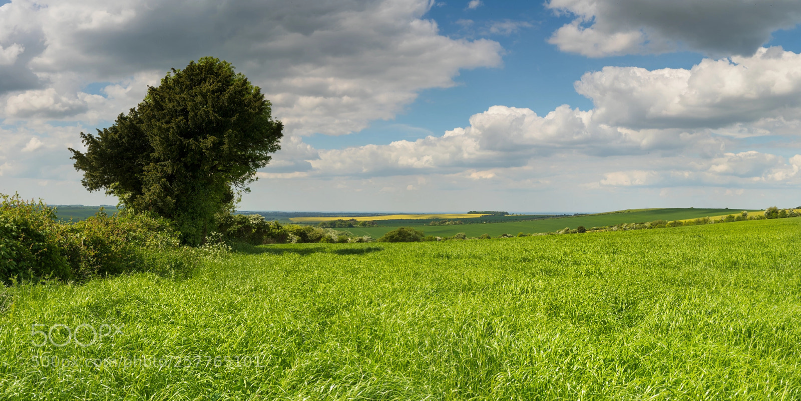 Canon EOS-1D X Mark II sample photo. The ridgeway photography