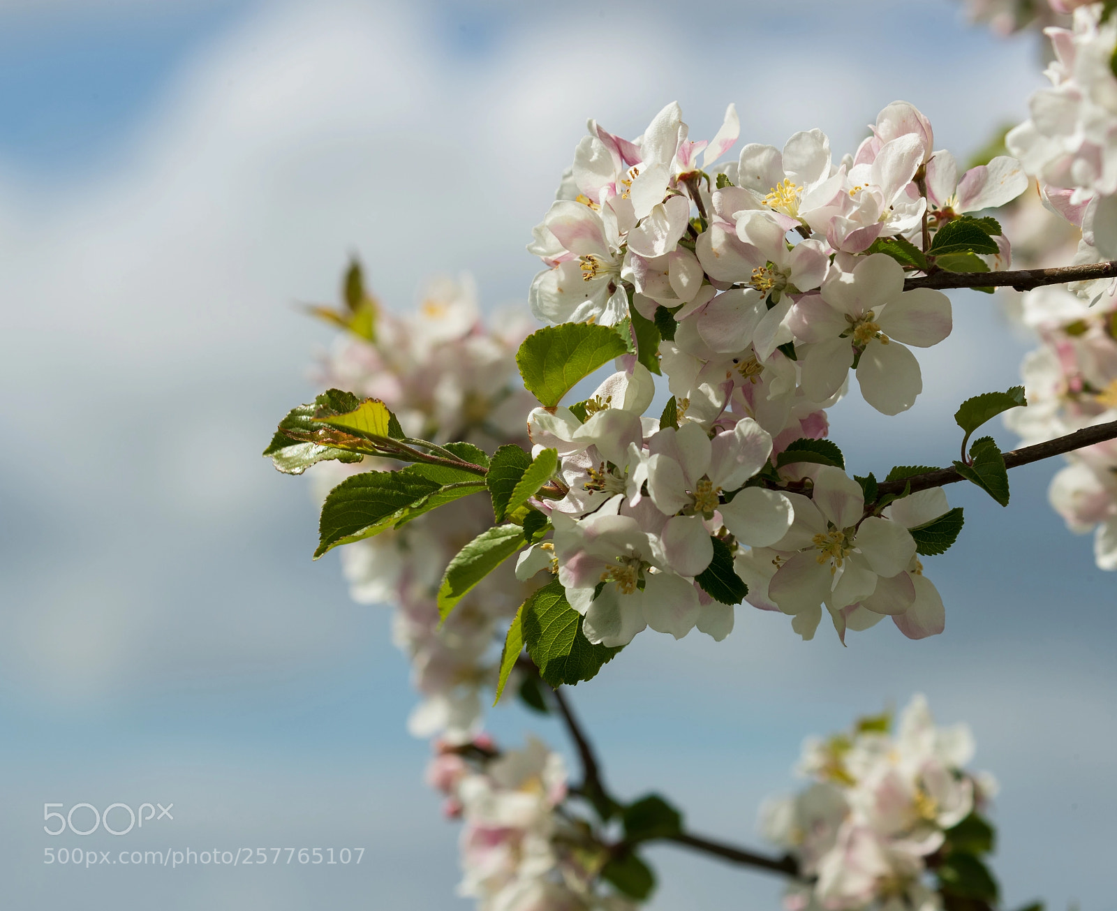 Canon EOS-1D X Mark II sample photo. The ridgeway uk photography