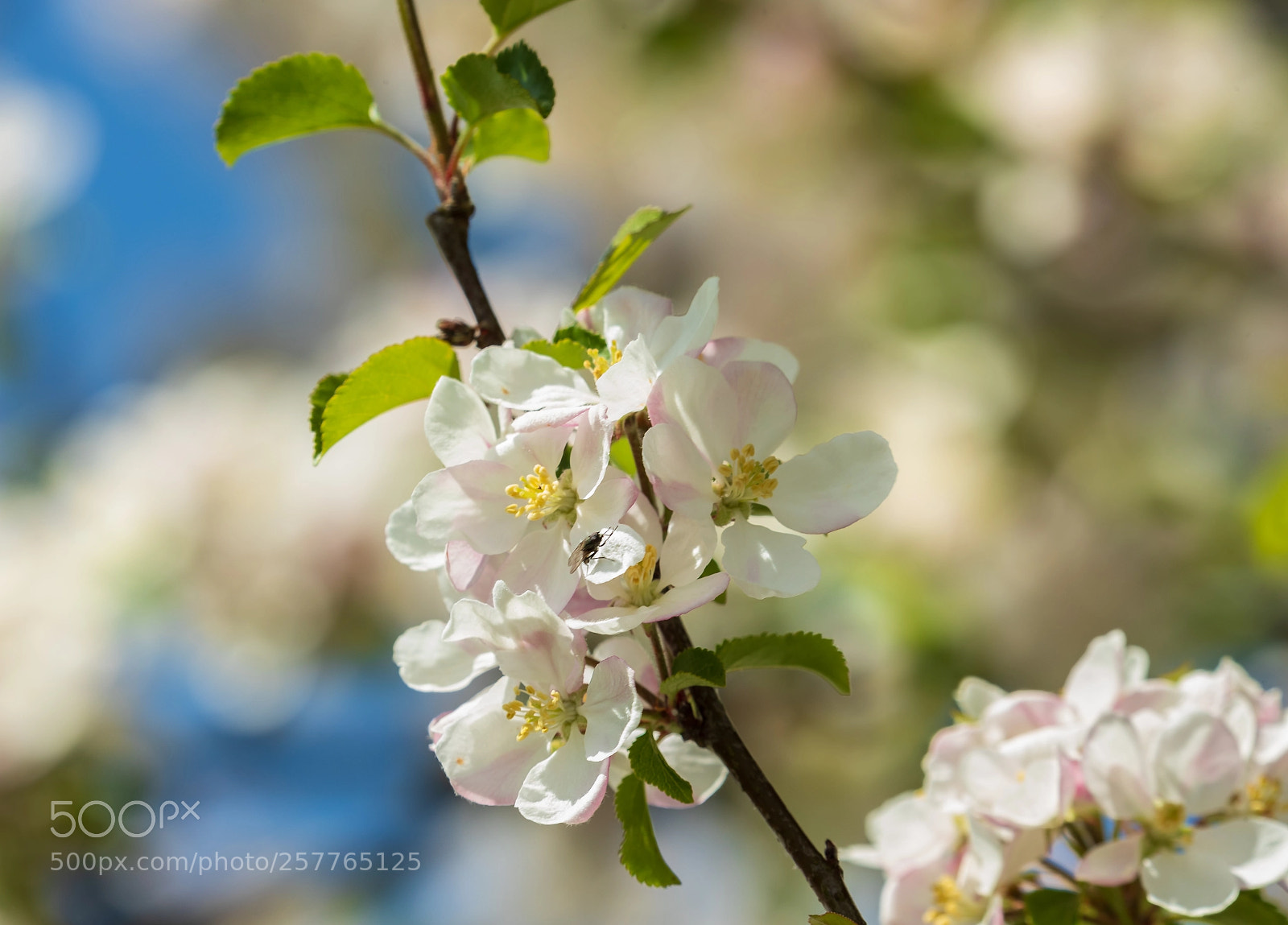 Canon EOS-1D X Mark II sample photo. The ridgeway photography