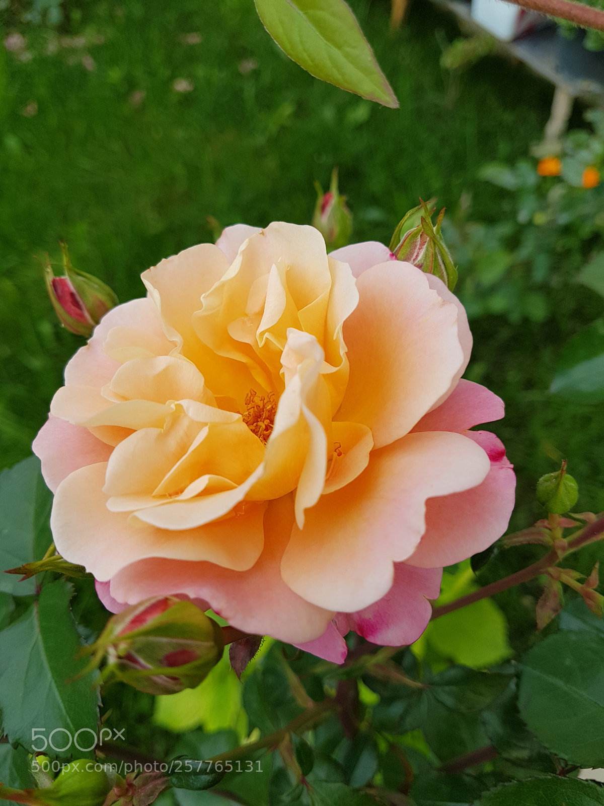 Samsung Galaxy S7 Edge sample photo. Untitled photography