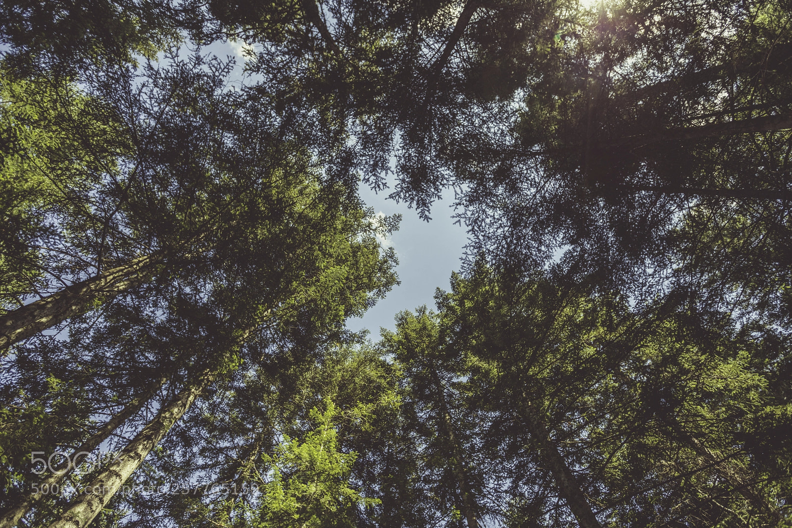 Canon EOS 6D Mark II sample photo. Circle of tree photography