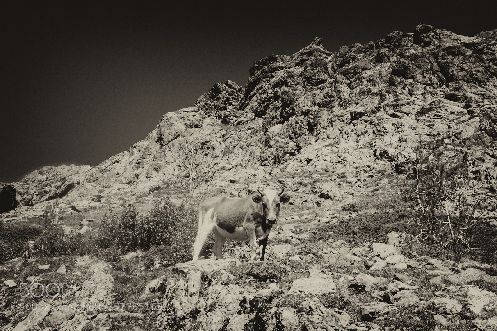 Sony a7 sample photo. Corse gr20 photography