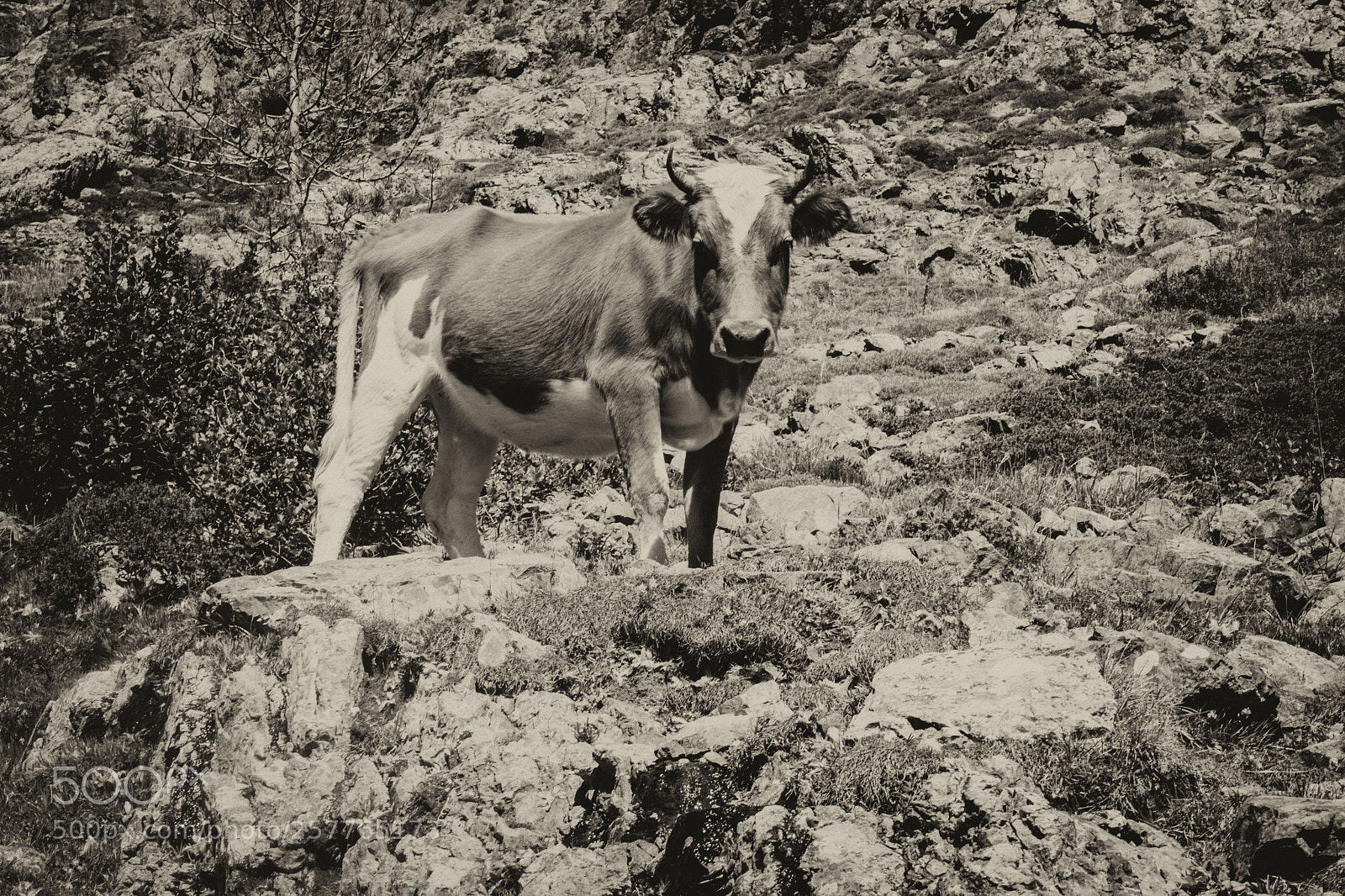 Sony a7 sample photo. Corse gr20 photography