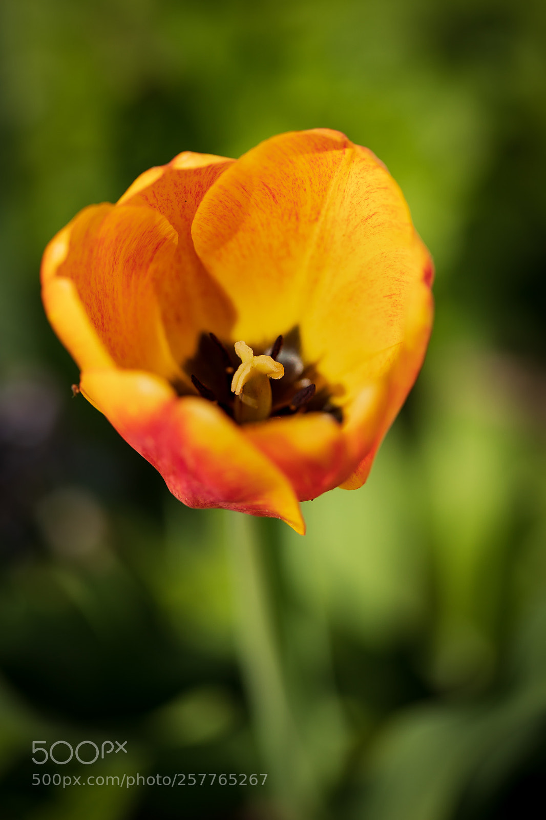 Canon EOS 5D Mark IV sample photo. Lonely tulip photography
