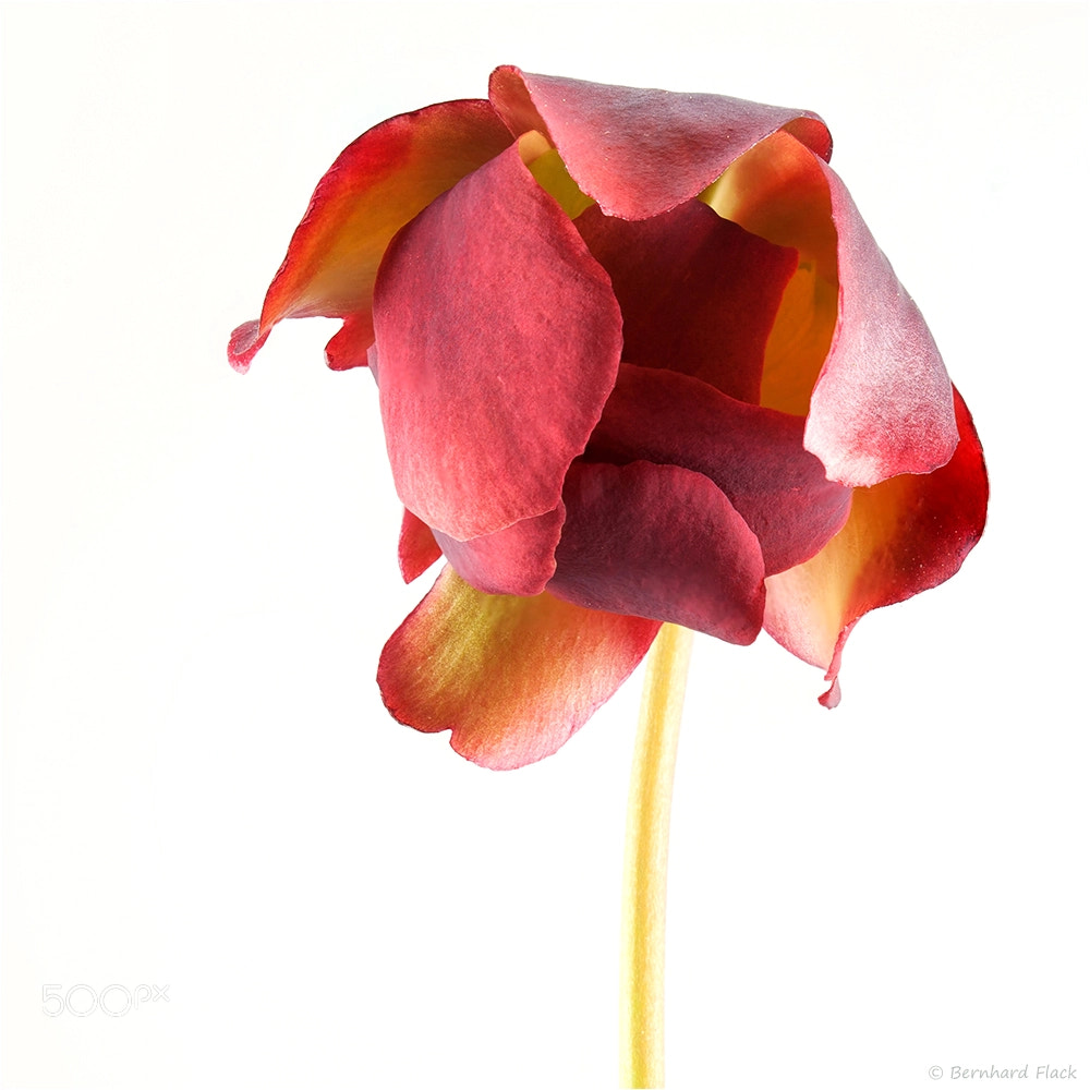 Canon EOS 5D Mark II sample photo. Rote sarracenia bluete photography