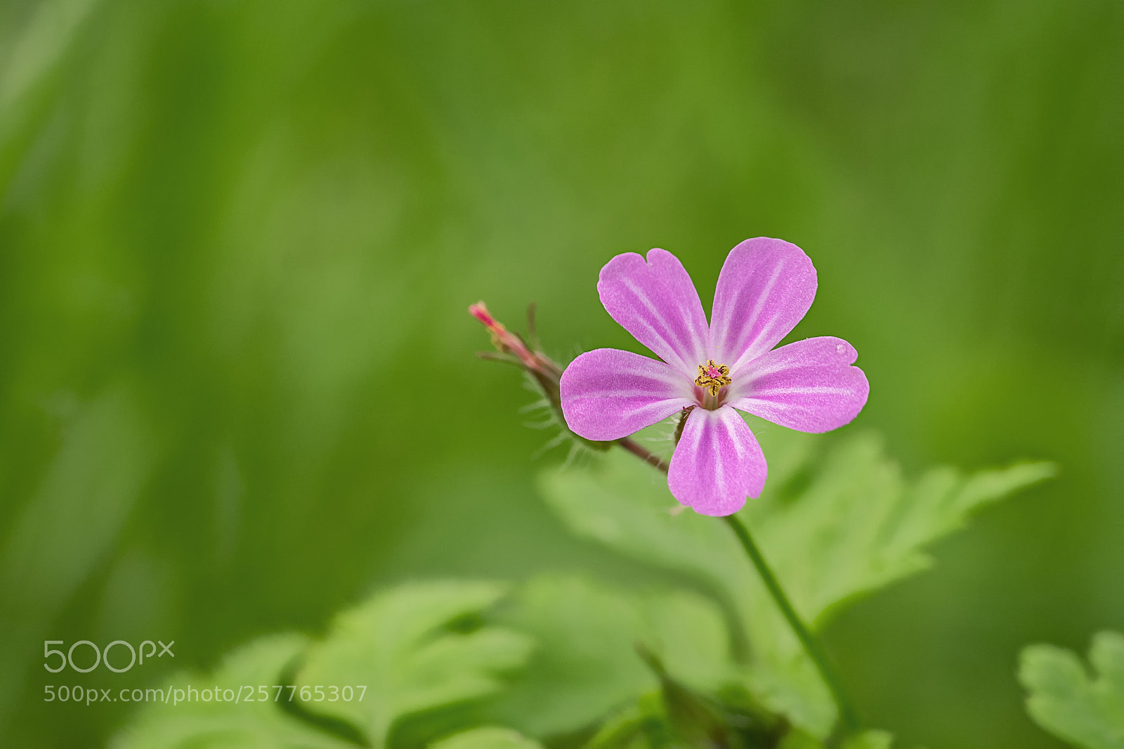 Sony a7 II sample photo. Herb-robert photography