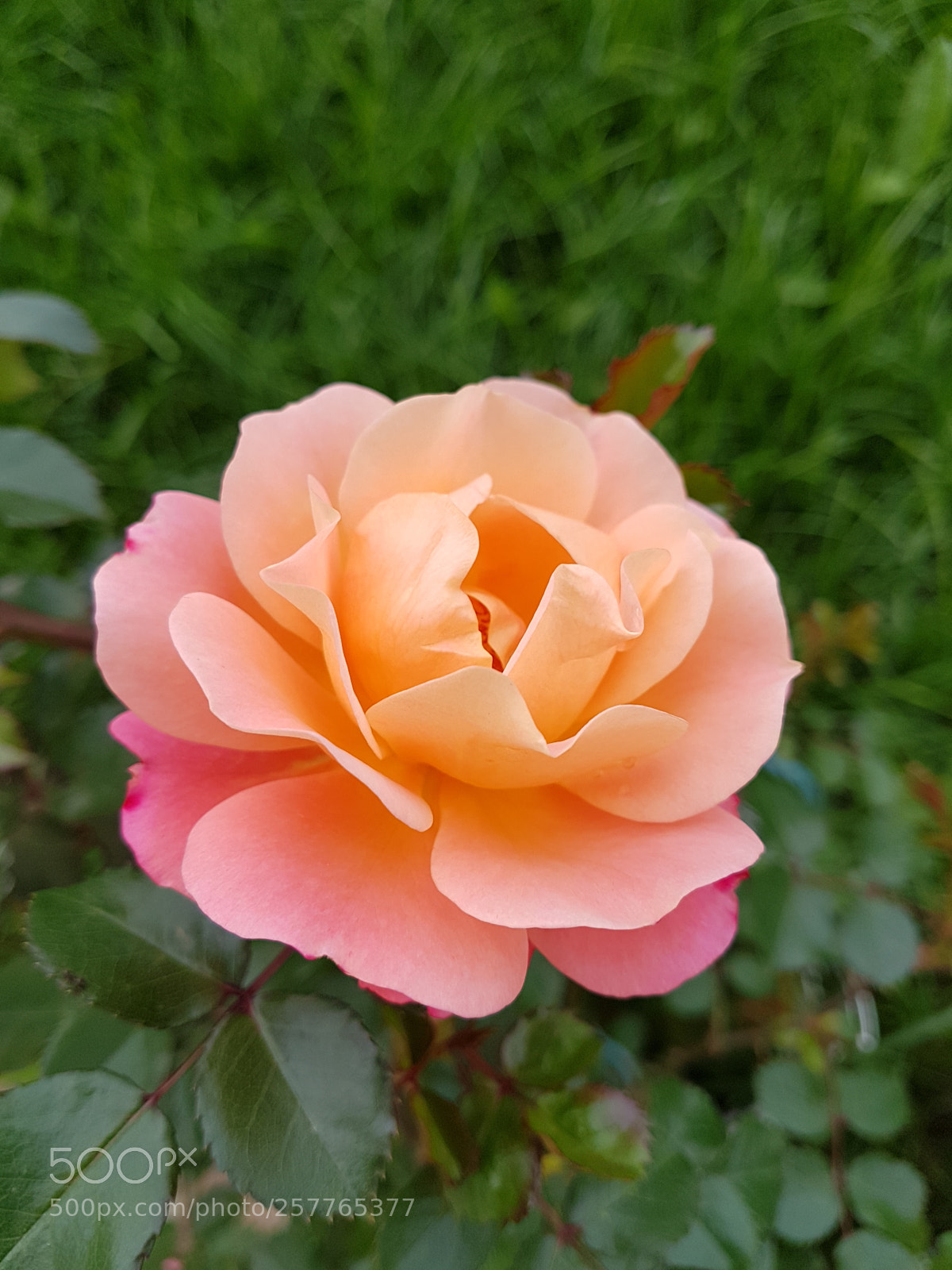 Samsung Galaxy S7 Edge sample photo. Untitled photography