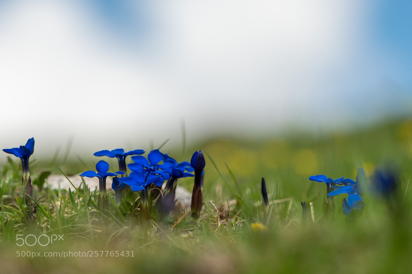 Olympus OM-D E-M1 Mark II sample photo. Gentiana verna - fr photography