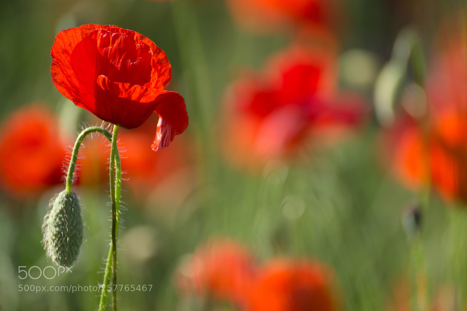 Sony SLT-A58 sample photo. Poppy photography