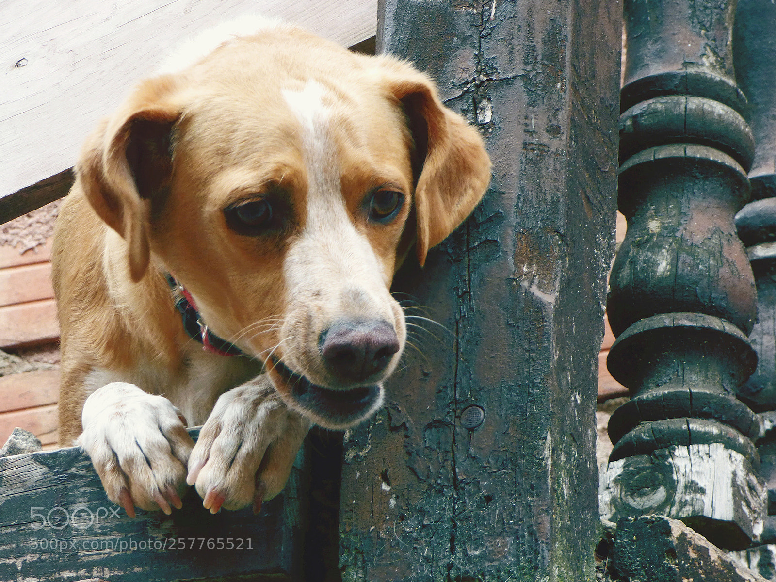 Panasonic DMC-FZ72 sample photo. Dog leaning on a photography