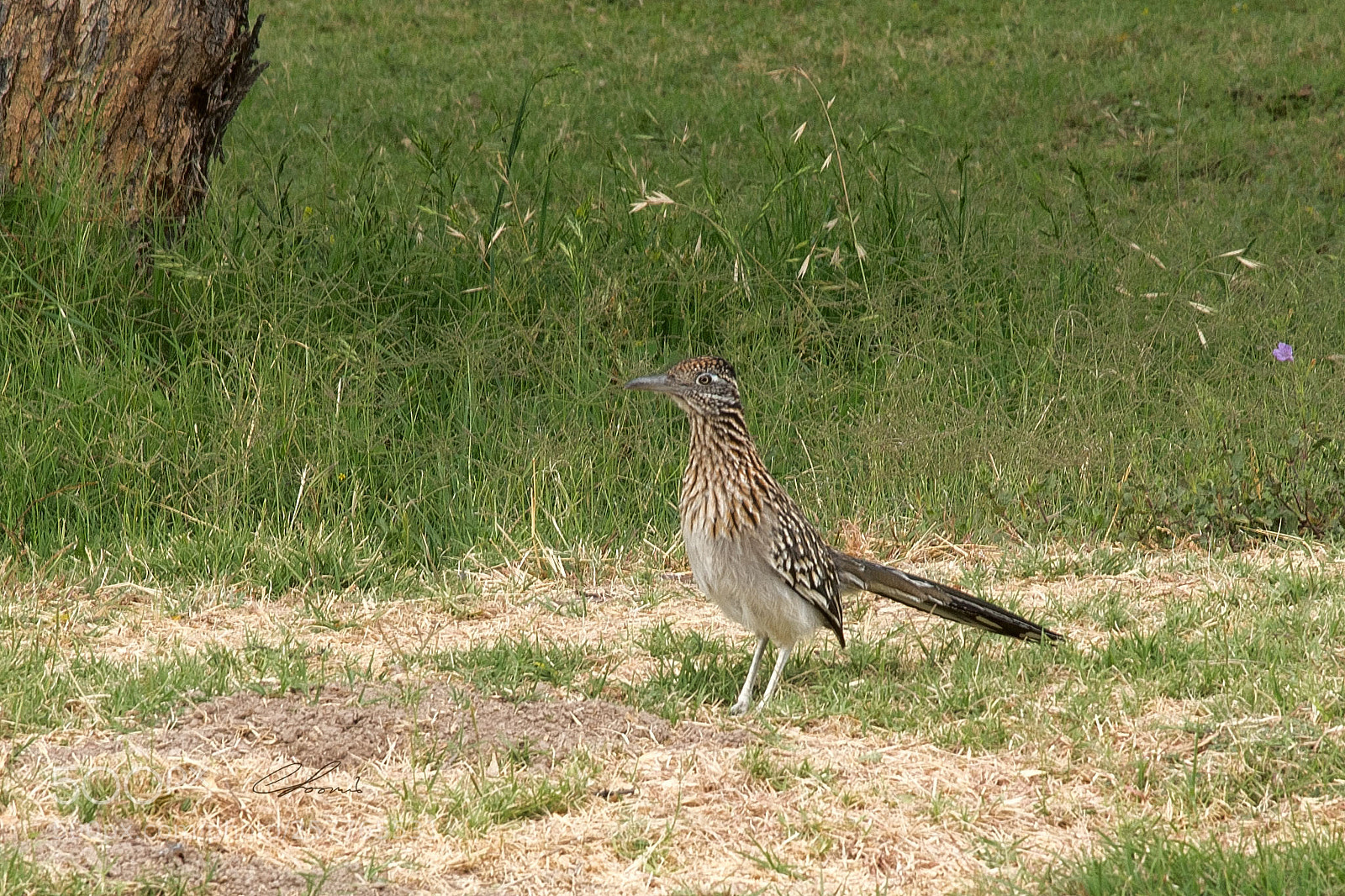 Nikon D810 sample photo. Not running the road photography