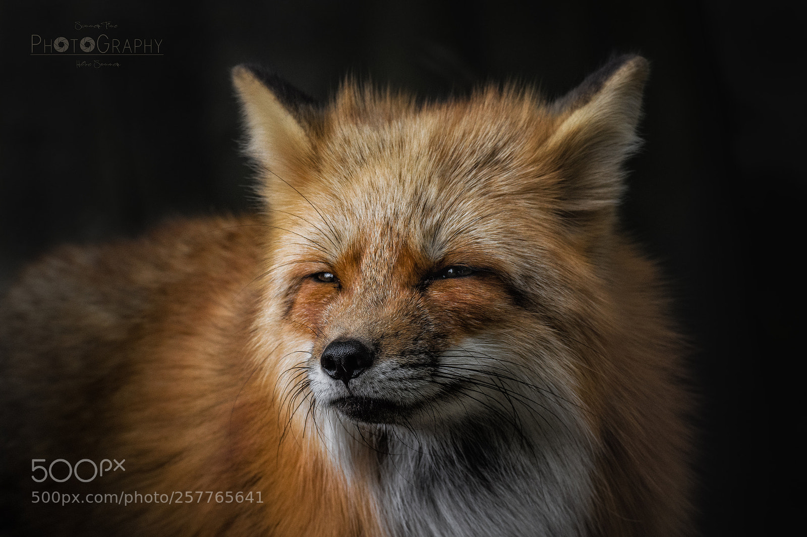 Pentax K-3 sample photo. [ love this fox!! ? ] photography