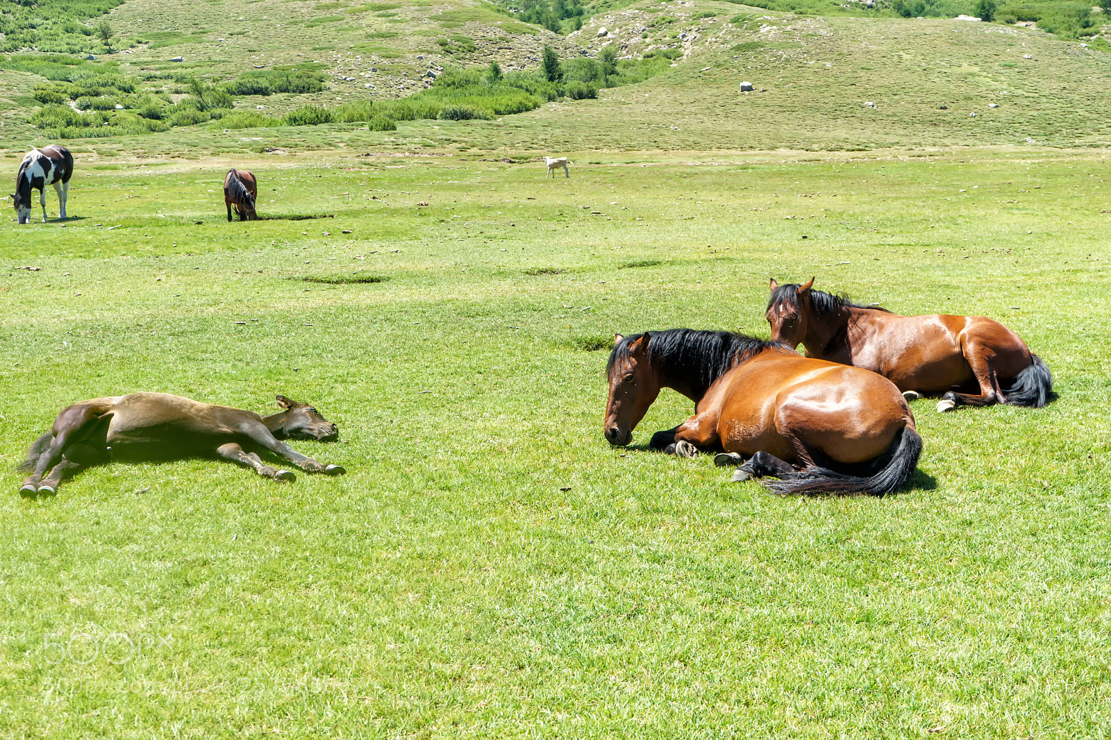 Sony a7 sample photo. Corse gr20 photography