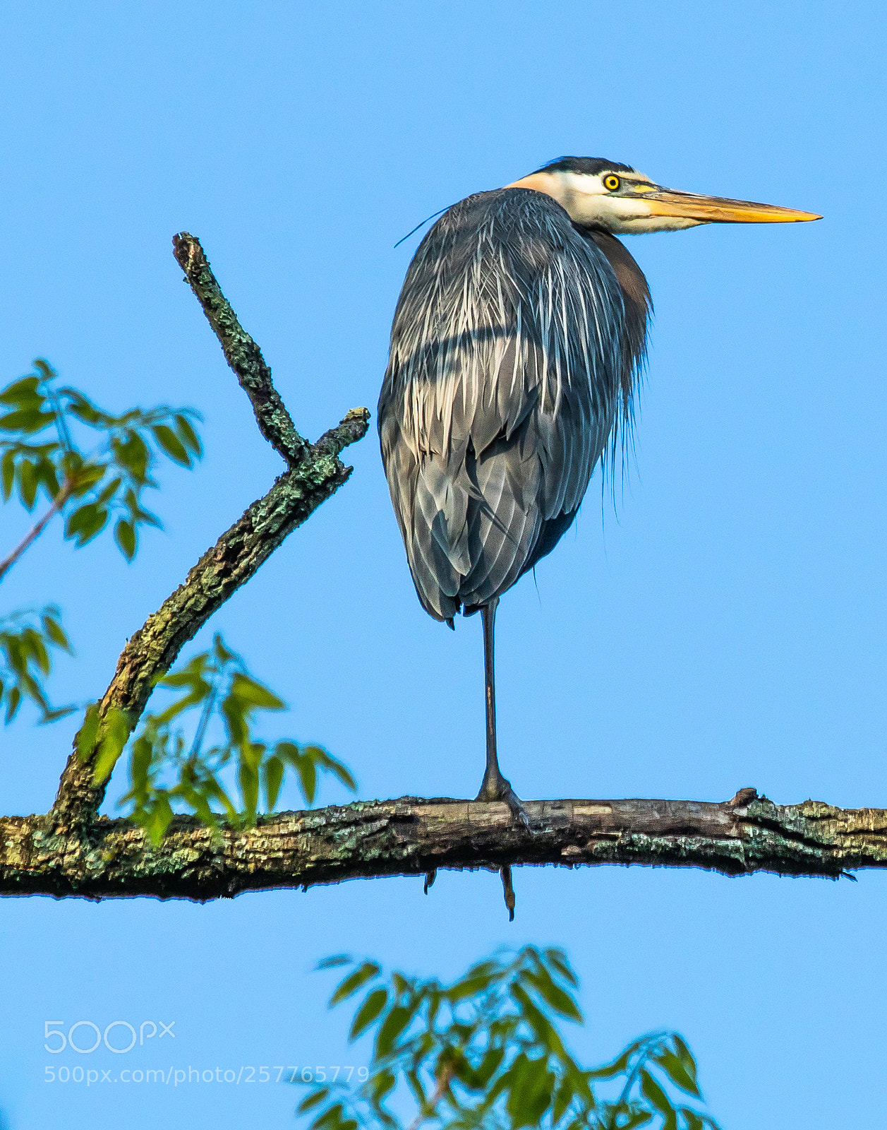 Canon EOS 80D sample photo. Great blue heron in photography