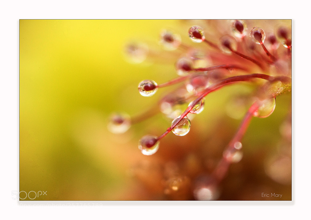 Canon EOS 5D Mark II sample photo. Drosera photography