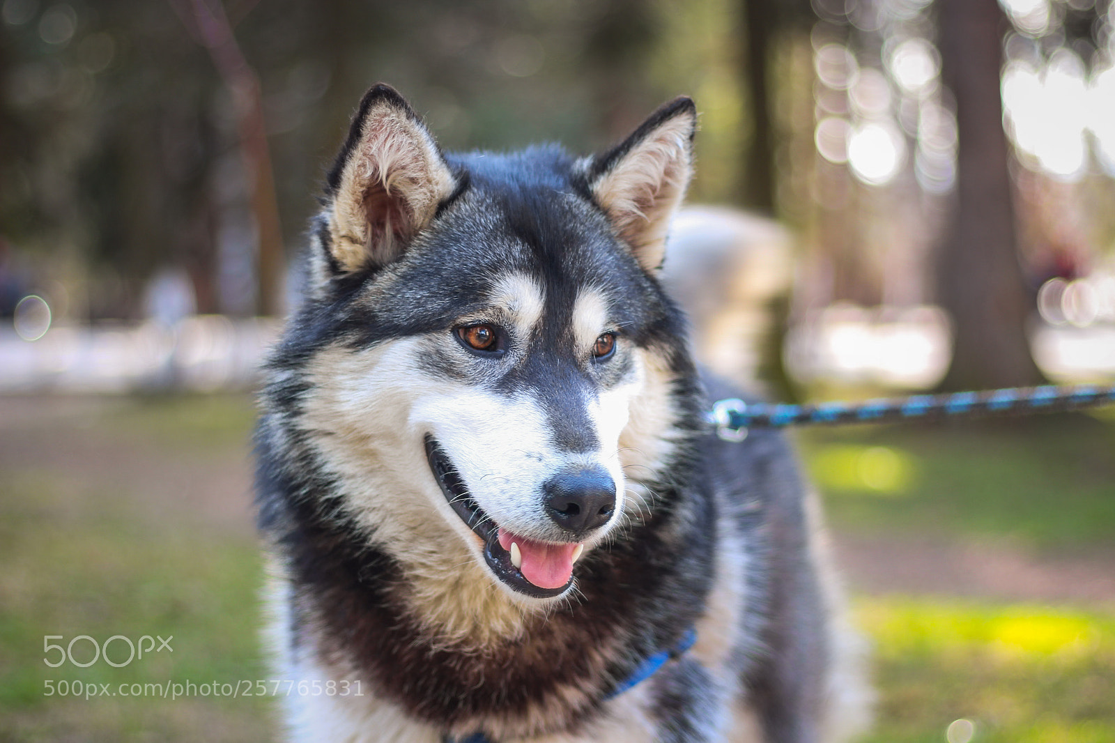 Canon EOS 700D (EOS Rebel T5i / EOS Kiss X7i) sample photo. Good boy photography