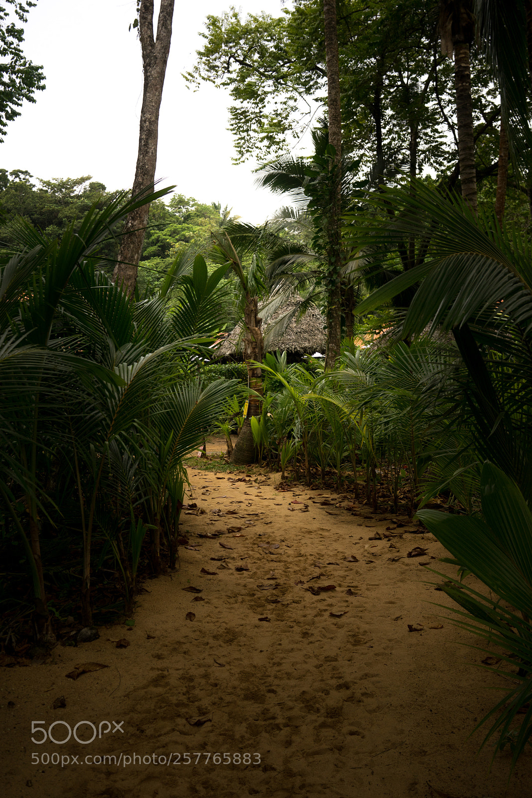 Sony a7 sample photo. Tropical #1 photography