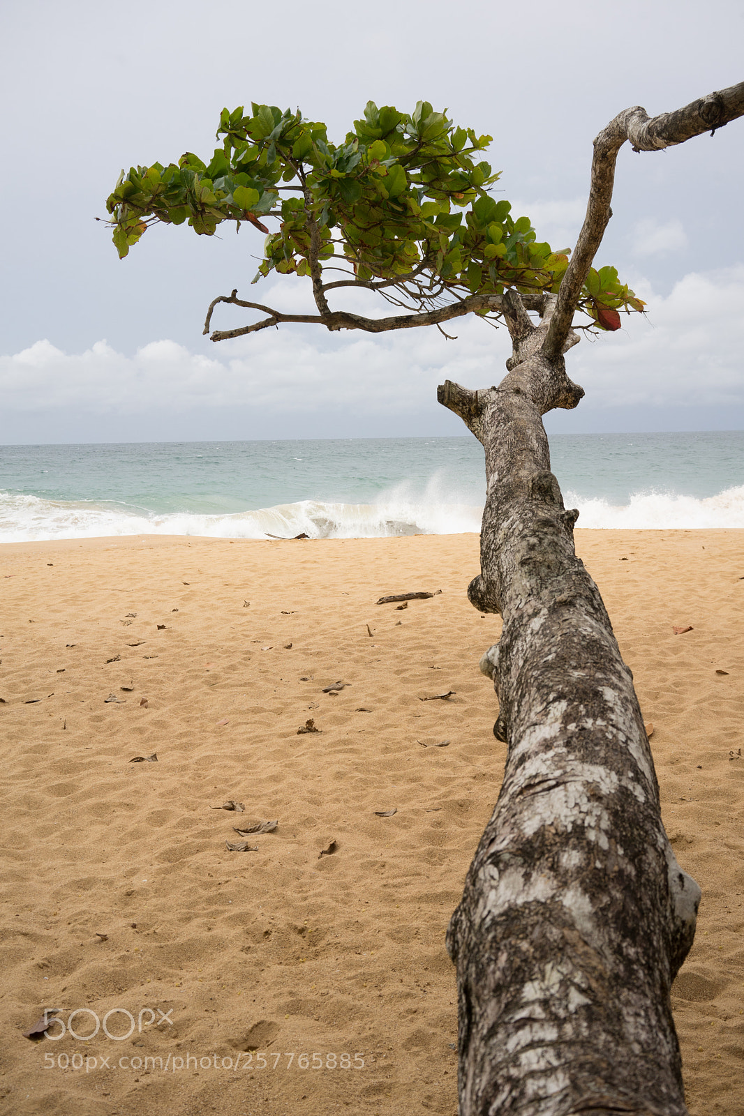 Sony a7 sample photo. Tropical #2 photography