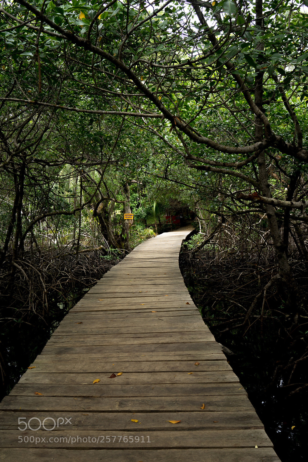 Sony a7 sample photo. Mangrove road photography