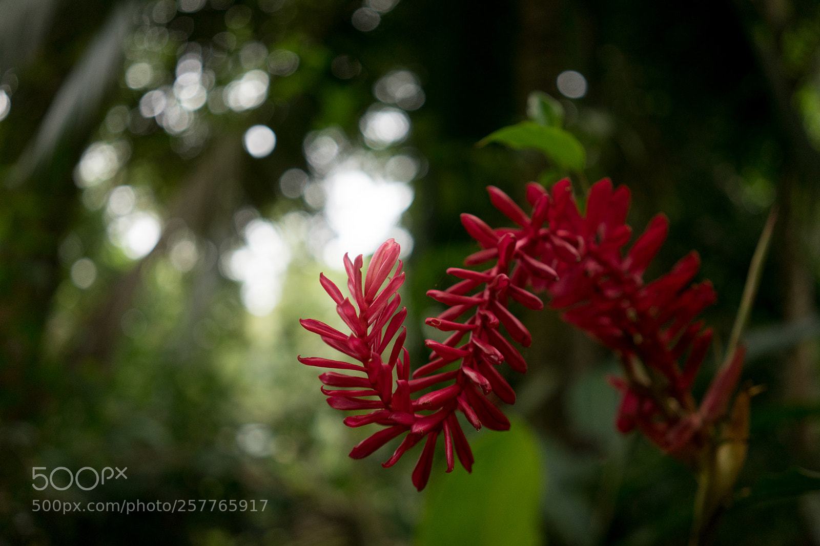 Sony a7 sample photo. Bloom photography