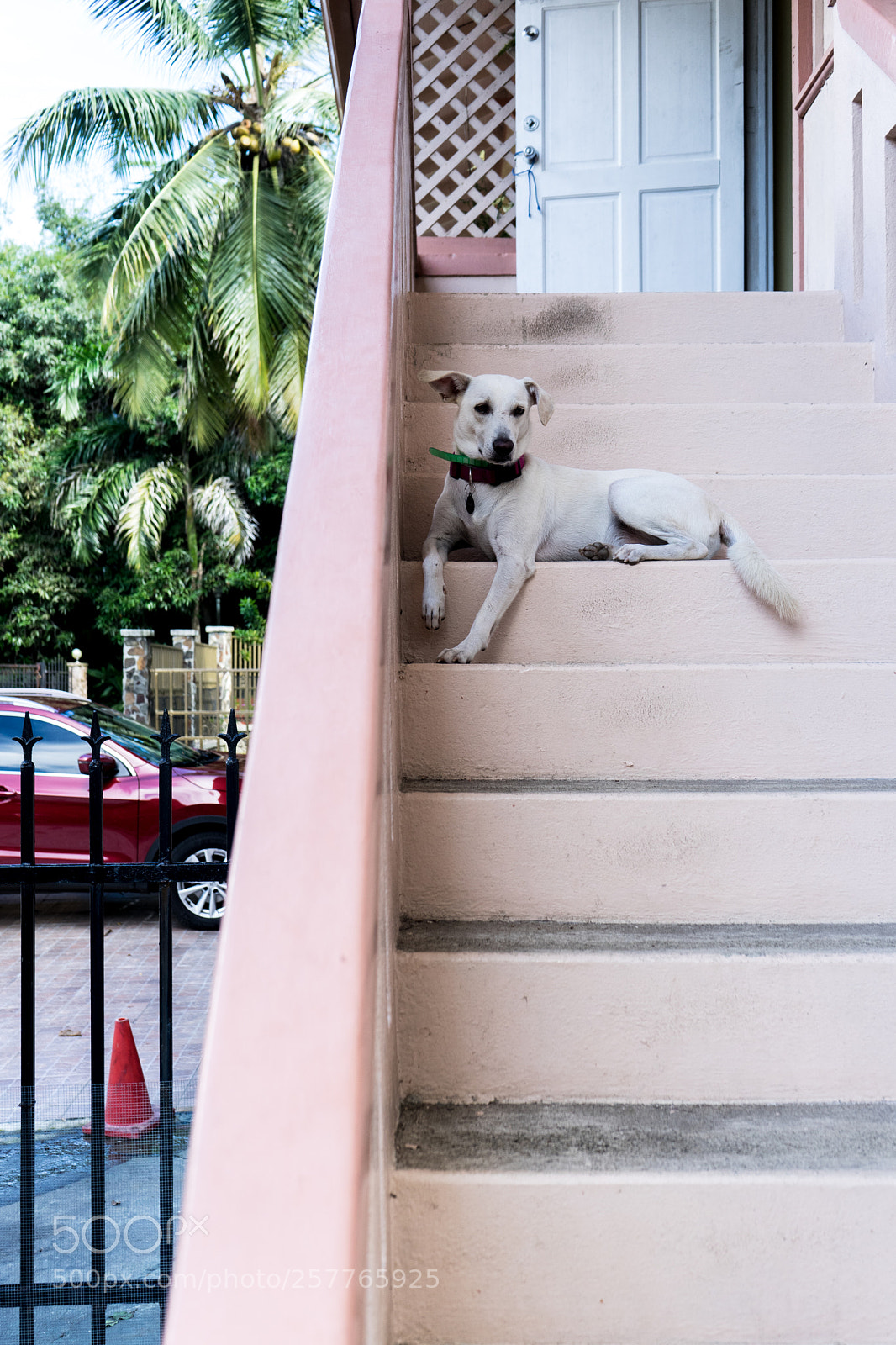 Sony a7 sample photo. Dog day afternoon photography