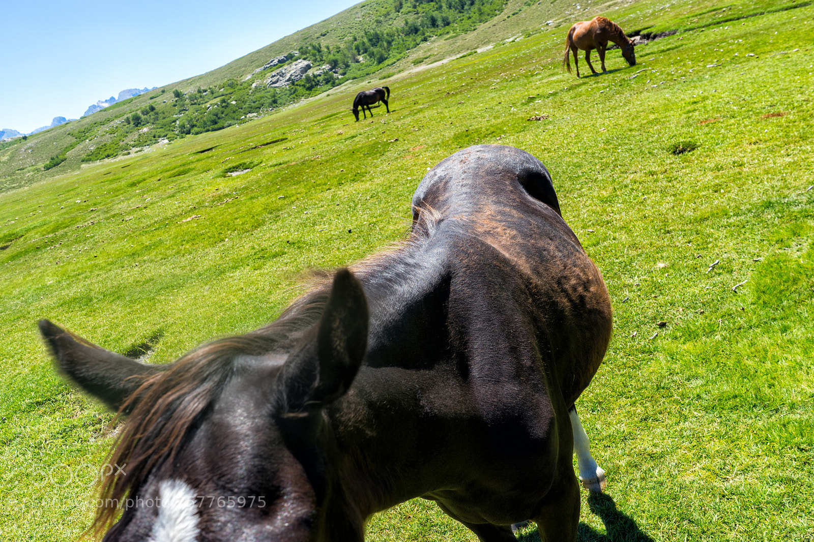 Sony a7 sample photo. Corse gr20 photography