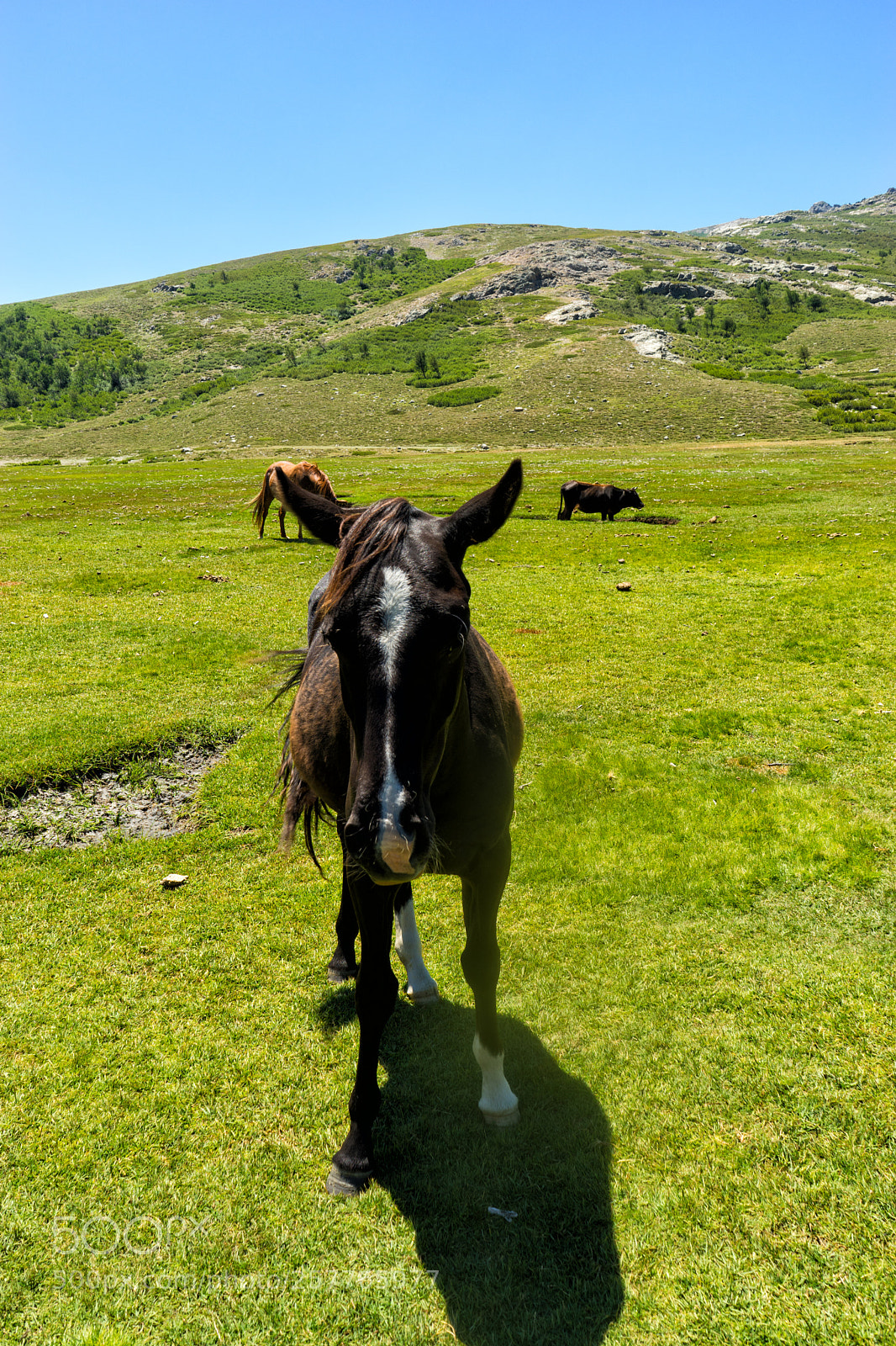 Sony a7 sample photo. Corse gr20 photography